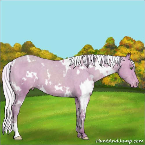 Horse Color:Watercolor White Spotted Silver Amber Champagne Appaloosa 
