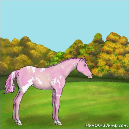 Horse Color:Watercolor White Spotted Gold Champagne Rabicano 