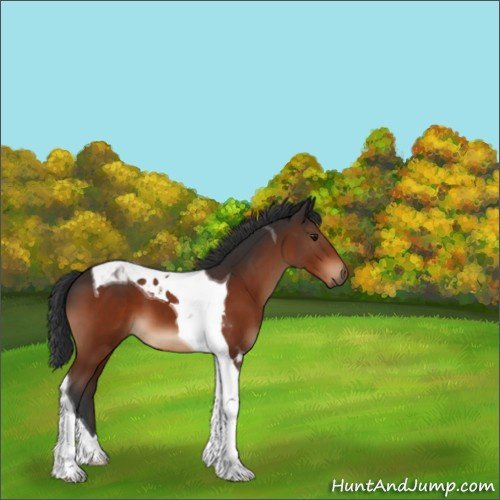 Horse Color:Brown Tobiano 