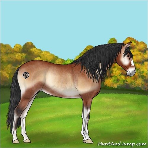 Horse Color:Bay Onyx Rabicano 