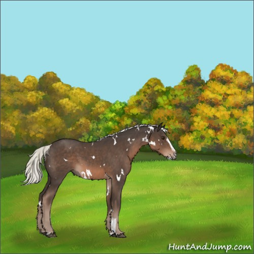 Horse Color:White Spotted Liver Chestnut Mushroom Sabino 
