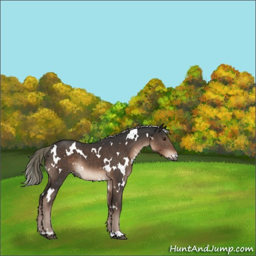 Horse Color:White Spotted Liver Chestnut Mushroom 
