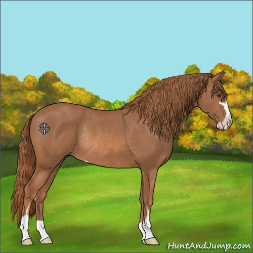Horse Color:Chestnut Sabino Rabicano 