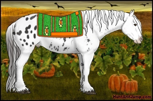 Horse Color:Liver Chestnut Appaloosa 