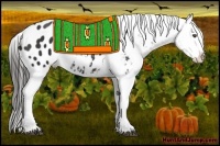 Horse Color:Liver Chestnut Appaloosa 