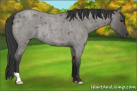 Horse Color:Grullo Roan Rabicano 