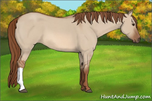 Horse Color:Red Dun Roan 