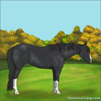 Horse Color:Black 