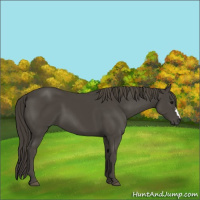 Horse Color:Smoky Black 