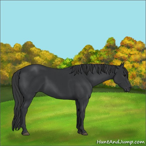 Horse Color:Black 