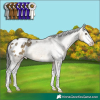 Horse Color:Buckskin Dun Sabino Appaloosa Rabicano