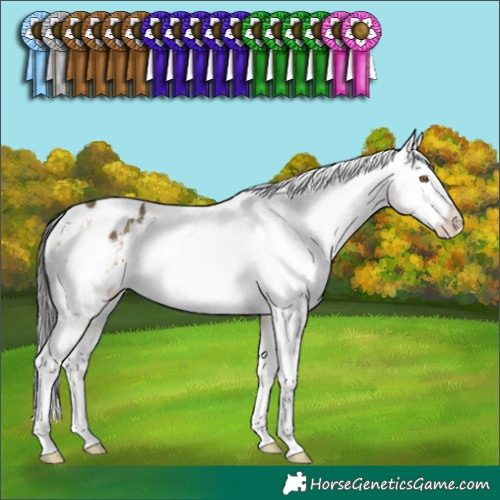 Horse Color:Buckskin Dun Sabino Appaloosa Rabicano 