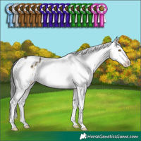 Horse Color:Buckskin Dun Sabino Appaloosa Rabicano 