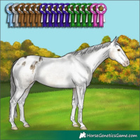 Horse Color:Buckskin Dun Sabino Appaloosa Rabicano 