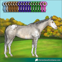 Horse Color:Buckskin Dun Sabino Appaloosa Rabicano 