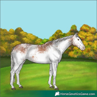 Horse Color:White Spotted Silver Brown Ice Rabicano 