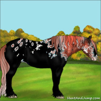 Horse Color:White Spotted Liver Chestnut Ice Appaloosa 