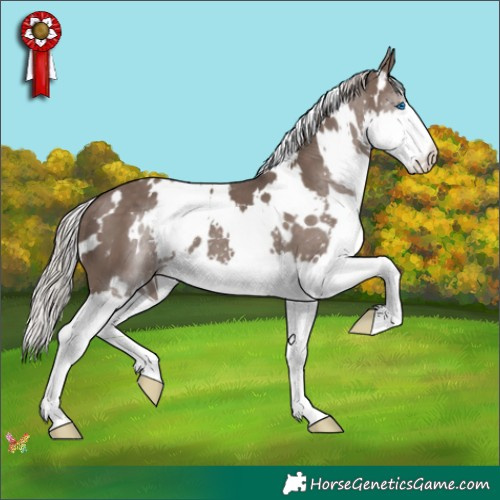 Horse Color:White Spotted Silver Black Splash 