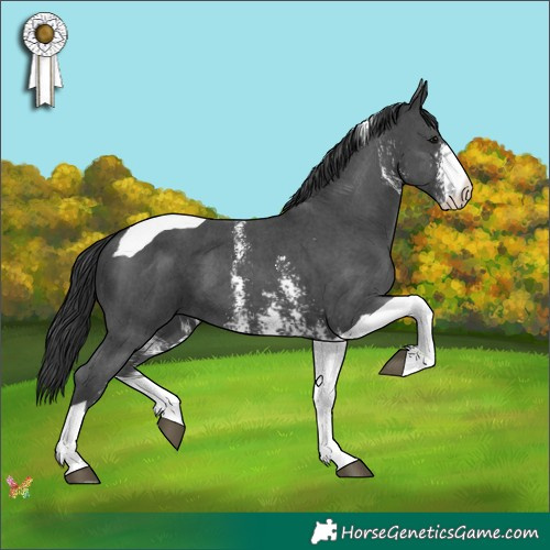 Horse Color:Black Sabino Tobiano 