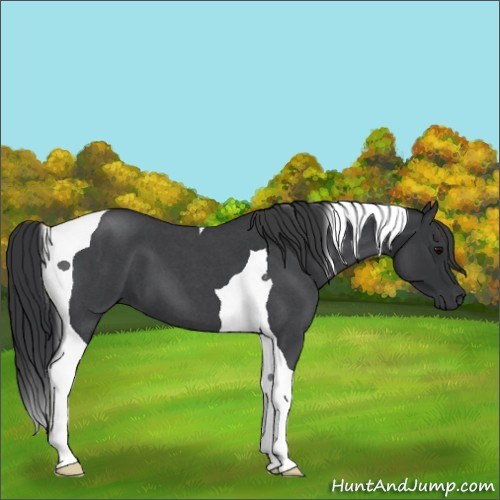 Horse Color:Blue Roan Tobiano 
