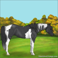 Horse Color:Blue Roan Tobiano 