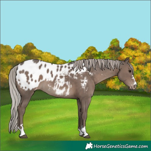 Horse Color:Silver Black Blanket 