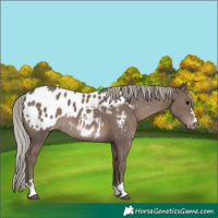 Horse Color:Silver Black Appaloosa