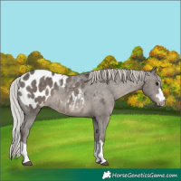 Horse Color:Silver Black Appaloosa 