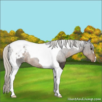 Horse Color:Silver Smoky Black Tobiano Appaloosa