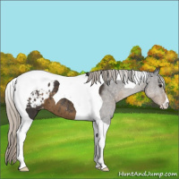 Horse Color:Silver Smoky Black Tobiano Blanket 