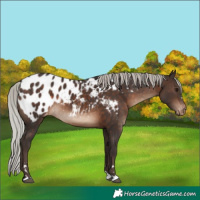 Horse Color:Silver Brown Appaloosa 