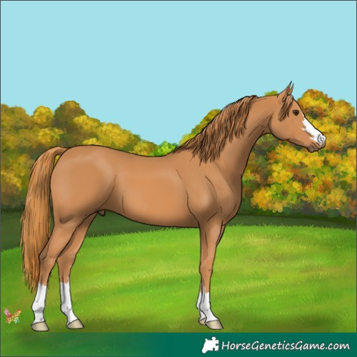 Horse Color:Chestnut 