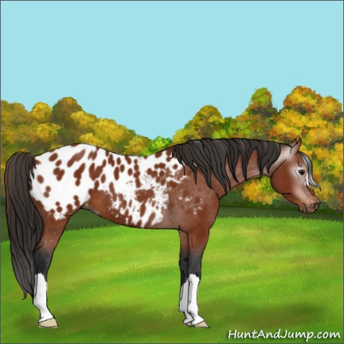 Horse Color:Gray Bay Appaloosa 