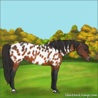 Horse Color:Bay Appaloosa 