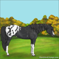 Horse Color:Black Appaloosa 