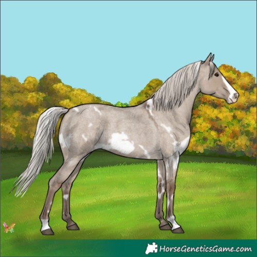 Horse Color:White Spotted Silver Grullo Roan Frame 