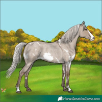 Horse Color:White Spotted Silver Grullo Roan Frame 