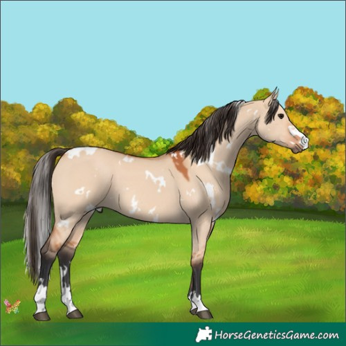 Horse Color:White Spotted Bay Dun 