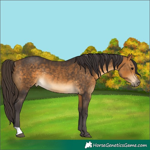 Horse Color:Buckskin Rabicano