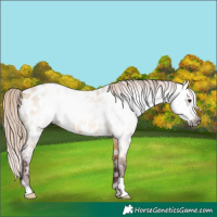 Horse Color:Gray Chocolate Buckskin Roan Dun Near Leopard 