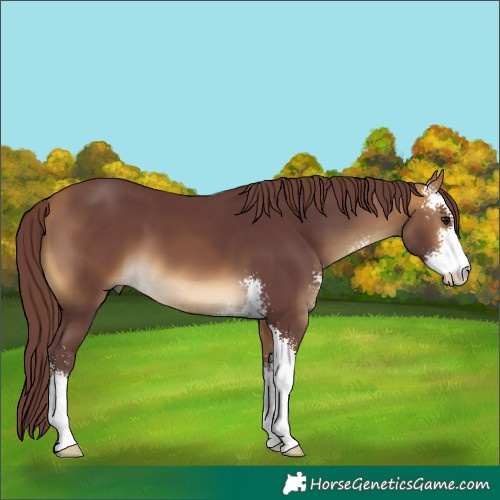 Horse Color:Chocolate Buckskin Sabino 
