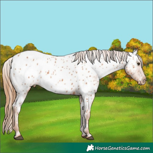 Horse Color:Chestnut Appaloosa 