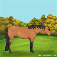 Horse Color:Unknown 