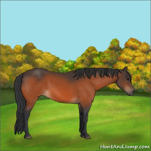 Horse Color:Unknown 