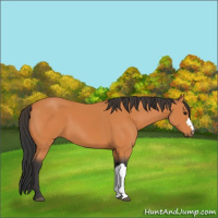 Horse Color:Unknown 