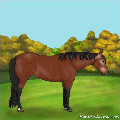 Horse Color:Unknown 