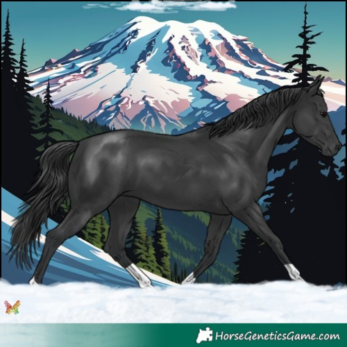 Horse Color:Black 