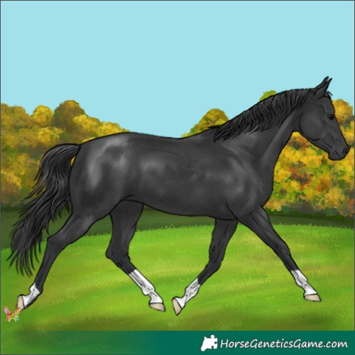 Horse Color:Black 