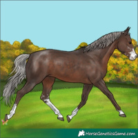 Horse Color:Silver Black Sabino 