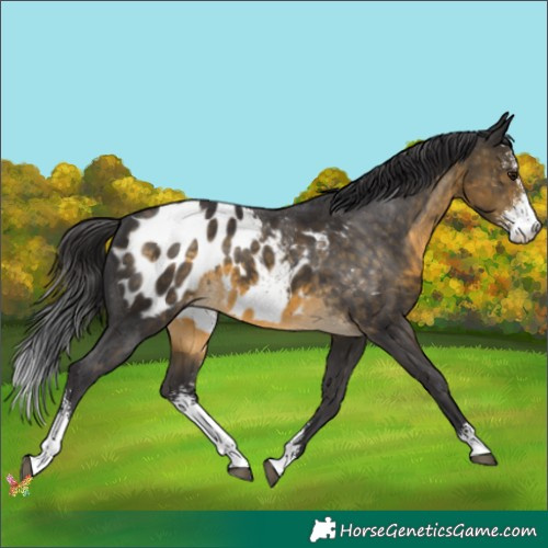 Horse Color:Buckskin Sabino Appaloosa 